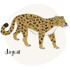 Animals that start with J