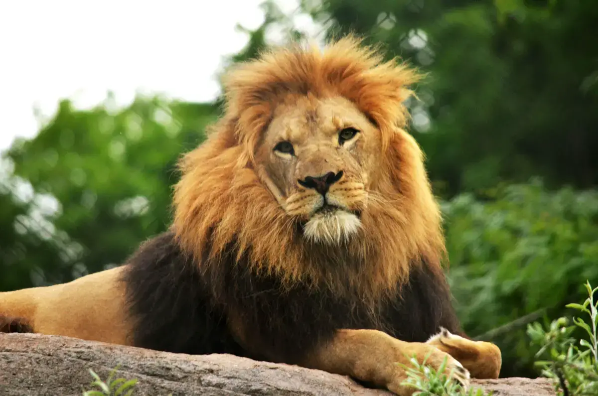All About African Lion