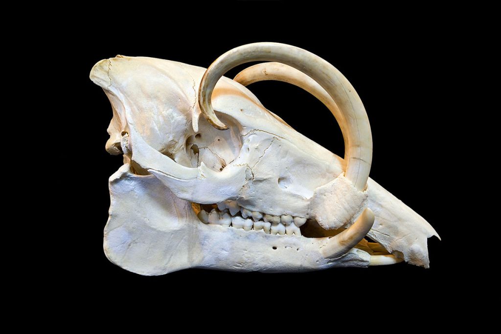 Babirusas skull with its iconic tusks curving around near its eyes