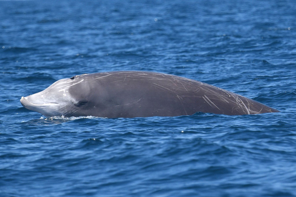 Cuvier's Beaked Whale Swimming on top of the water with scratch marks on its back