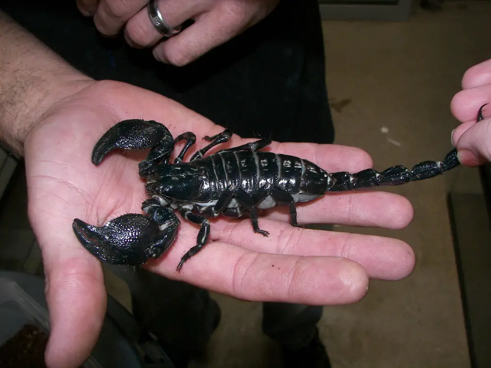 Black Emperor Scorpion being held in a person's hand with pincers and stinger