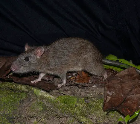 Muller’s Giant Sunda Rat