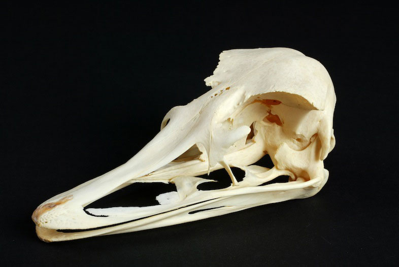 The skull of an ostrich which shows its large eye sockets and little space for a brain