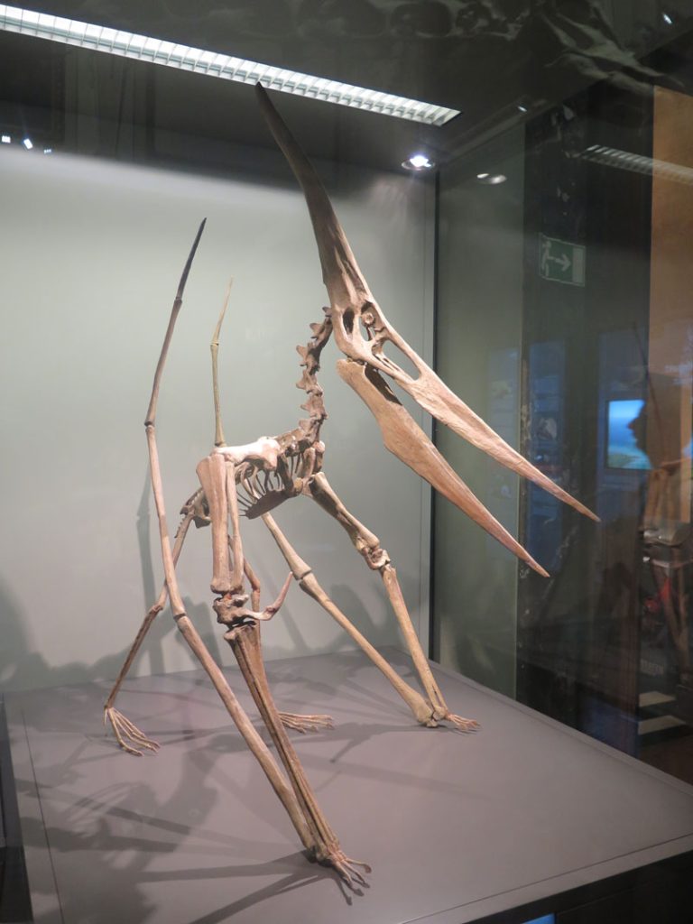 Model of the skeleton of a pteranodon