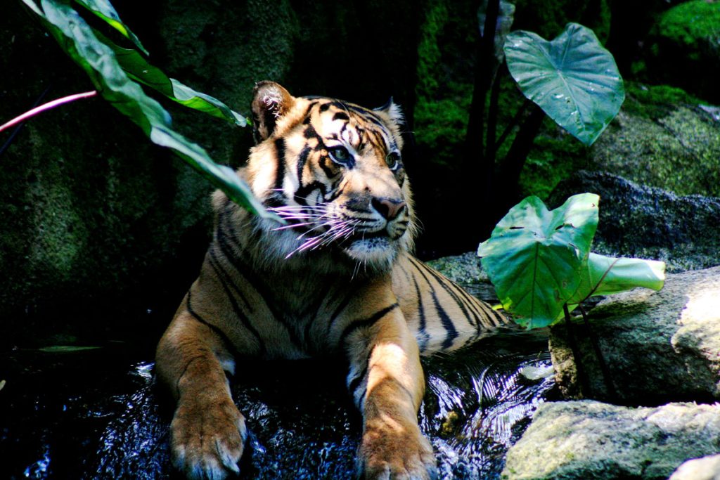 Sumatran Tiger lying in his enclosure
