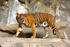 Sumatran Tiger Walking in his enclosure at the zoo