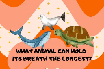 What Animal Can Hold its Breath the Longest