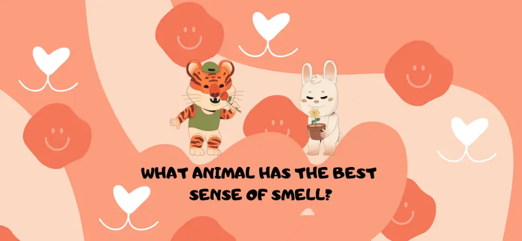 What animal has the best sense of smell