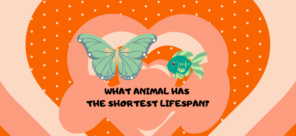What animal has the shortest lifespan