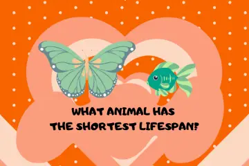 What animal has the shortest lifespan