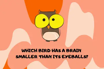 Which bird has a brain smaller than either of its eyeballs