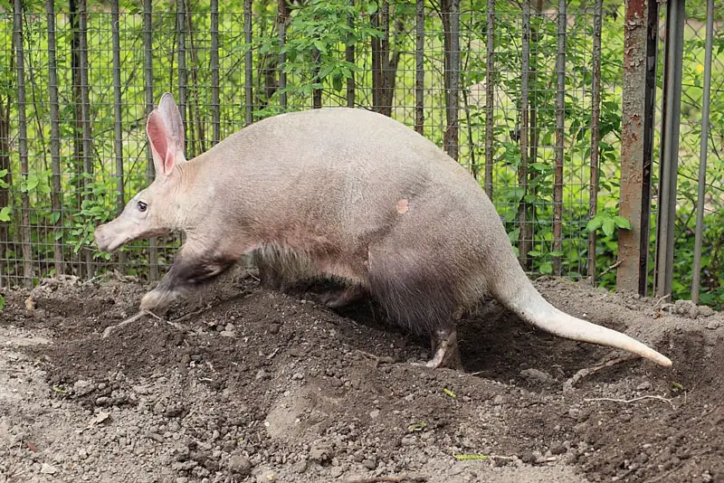 An Aardvark in a dirt pile in his enclosure