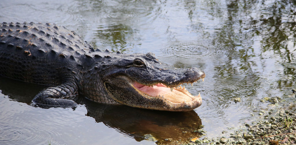 An alligator in the water with his mouth open and tongue visible