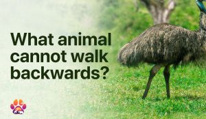 Emu standing in a field with text that says what animal cannot walk backwards?