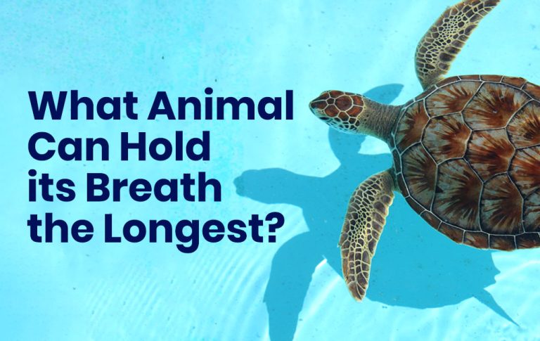 What animal can hold its breath the longest?
