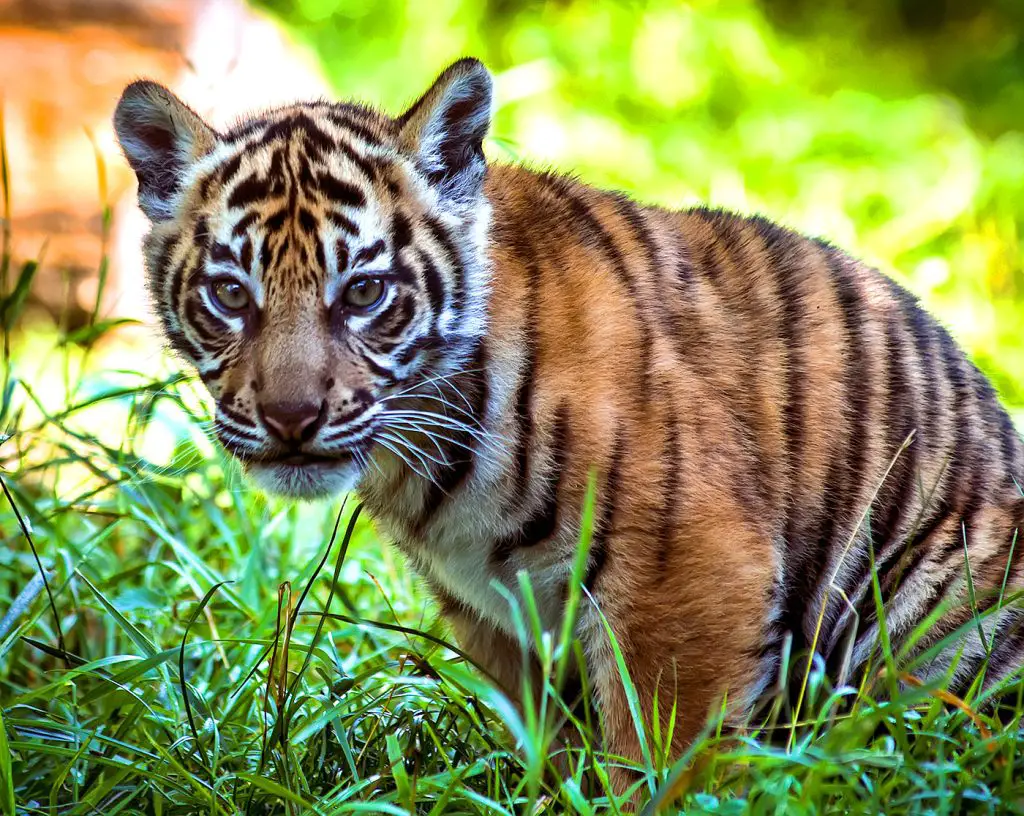 A baby Sumatran Tiger cub sitting in the grass