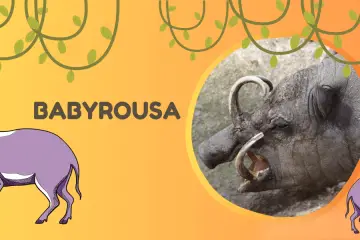 babirusa