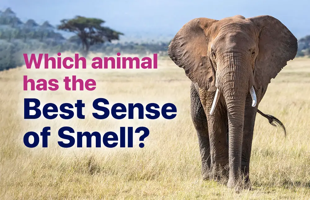 What animal has the best sense of smell?