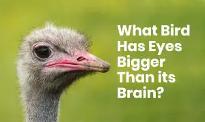 What bird has eyes bigger than its brain?