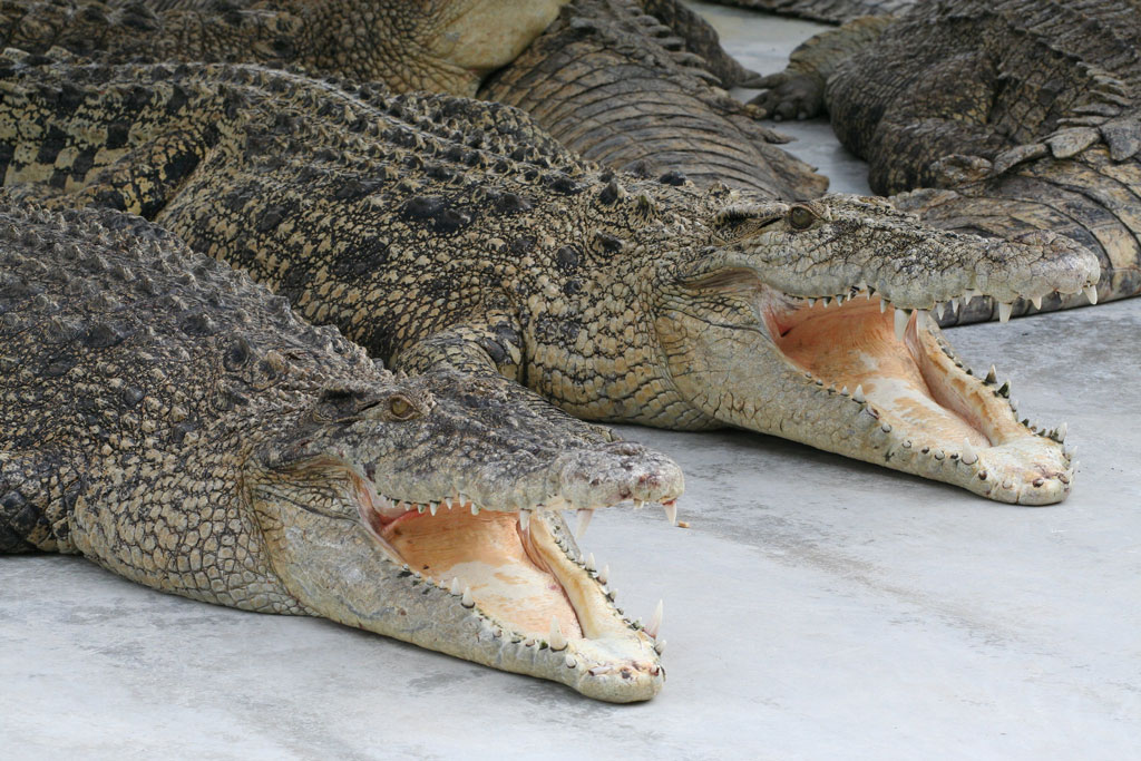 Two crocodiles side by side with their mouths open and their tongues visible