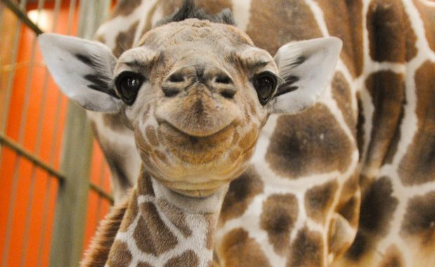 Baby Giraffe at the Denver Zoo
