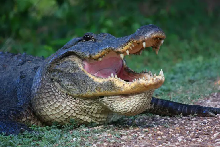 Does an alligator have a tongue?
