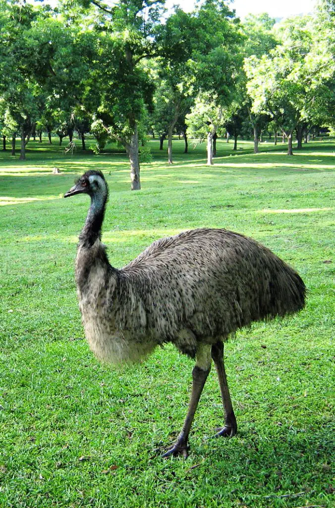 Emu standing in a field