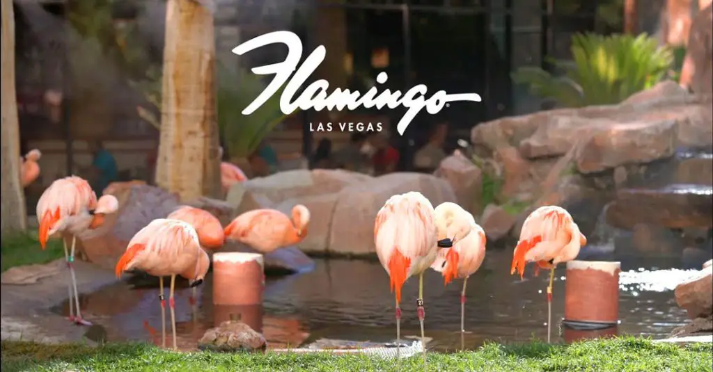 Flamingo Wildlife Habitat with a flock of flamingos