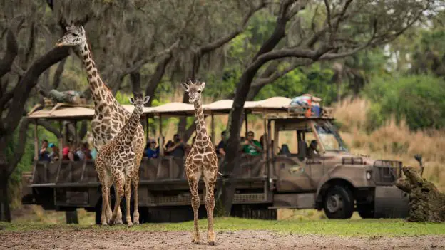 Giraffe safari at Disney Animal Kingdom Zoo