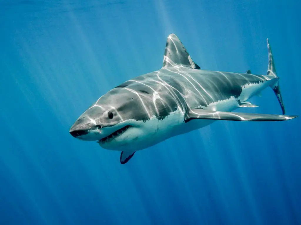 Great White Shark swimming through the ocean water