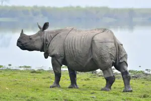 Greater Indian Rhino standing in a field by water with one horn