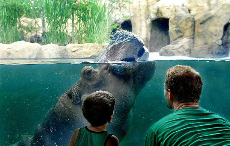 hippo at the Cincinnati Zoo and Botanical Garden