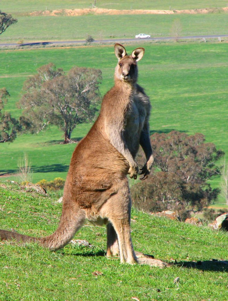 Large male kangaroo standing up in a field