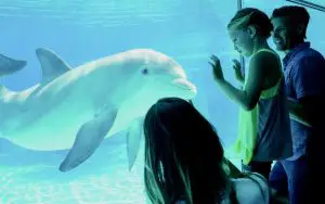 Kids and parent look at dolphins through glass at an aquarium in Las Vegas