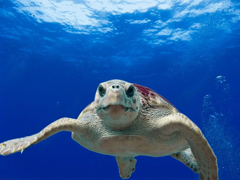 Loggerhead Sea Turtle Underwater