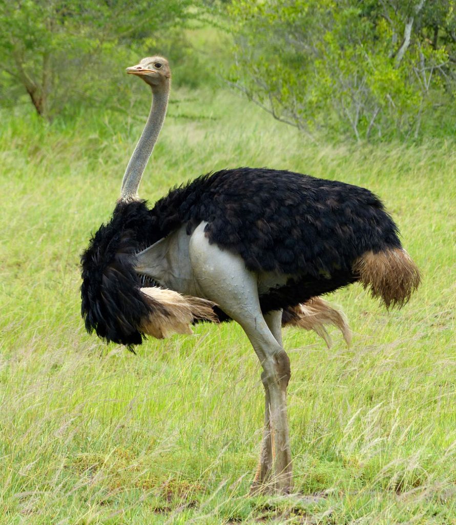 A Male ostrich stands in a field