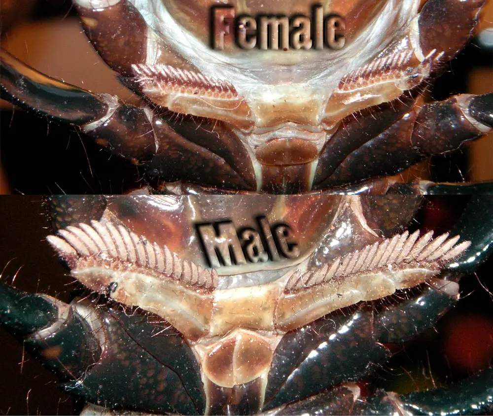 How to tell the sex of an Emperor Scorpion if male or female by the pectens