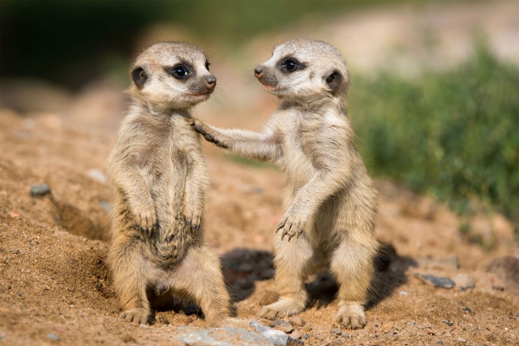 Meerkat Babies hold onto each other for balance