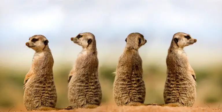 Four meerkats keeping watch out for predators