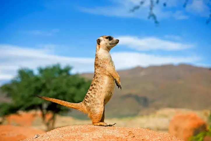 Meerkat standing on its hind legs to look for predators in its natural habitat
