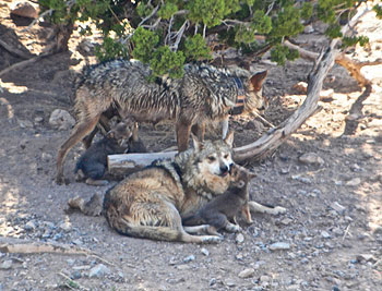 A pair of endangered Mexican wolves with pups at a wildlife facility in New Mexico