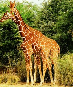 Two reticulated giraffes