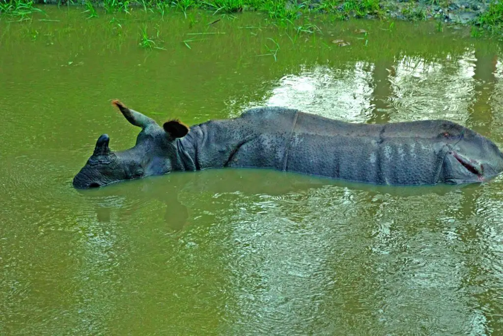 Rhino bathing in a green swampy pond