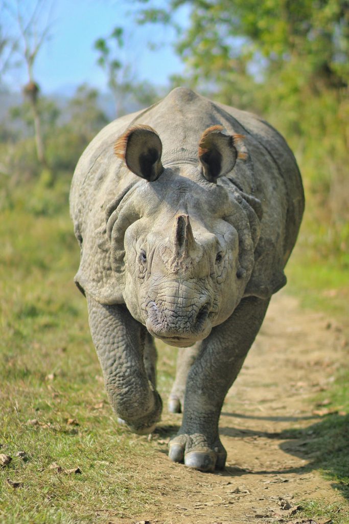 Indian Rhino with a broken single horn walking through a park