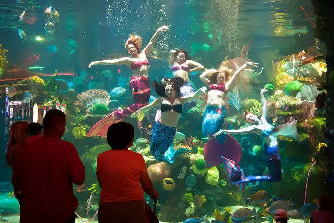 Mermaid Show in the tank at Silverton Aquarium
