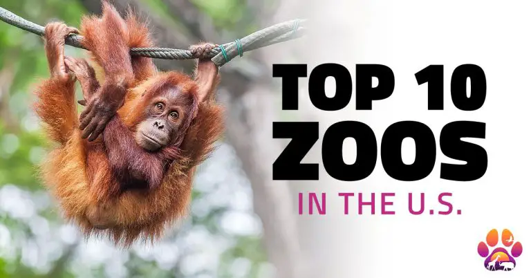 Top 10 Zoos in the U.S.