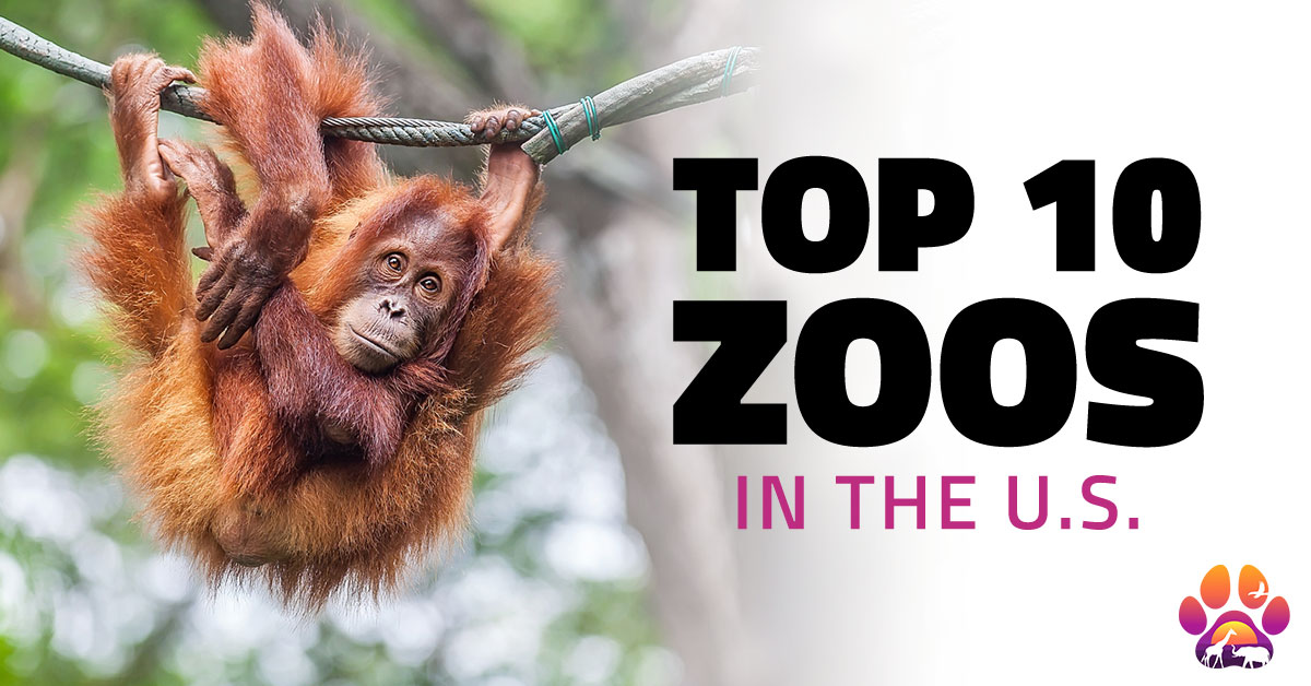 Inca Empire beskyldninger ønske The 10 Best Zoos in the US | 2023