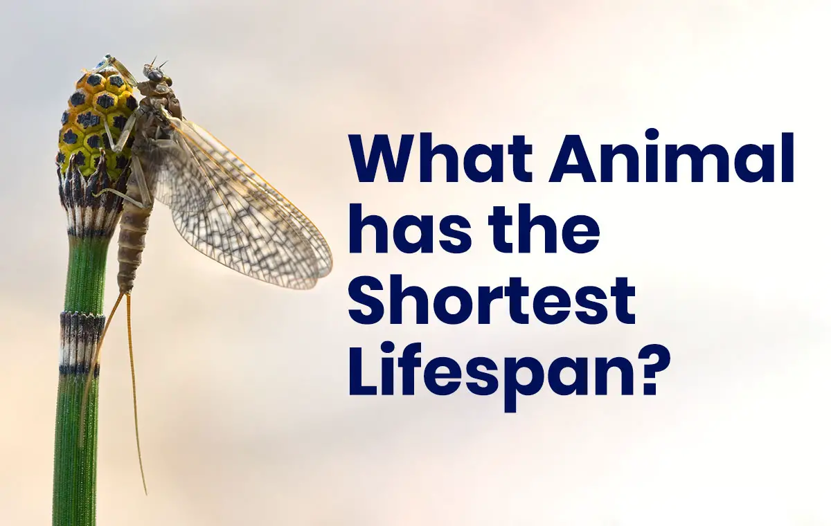 What animal has the shortest lifespan?