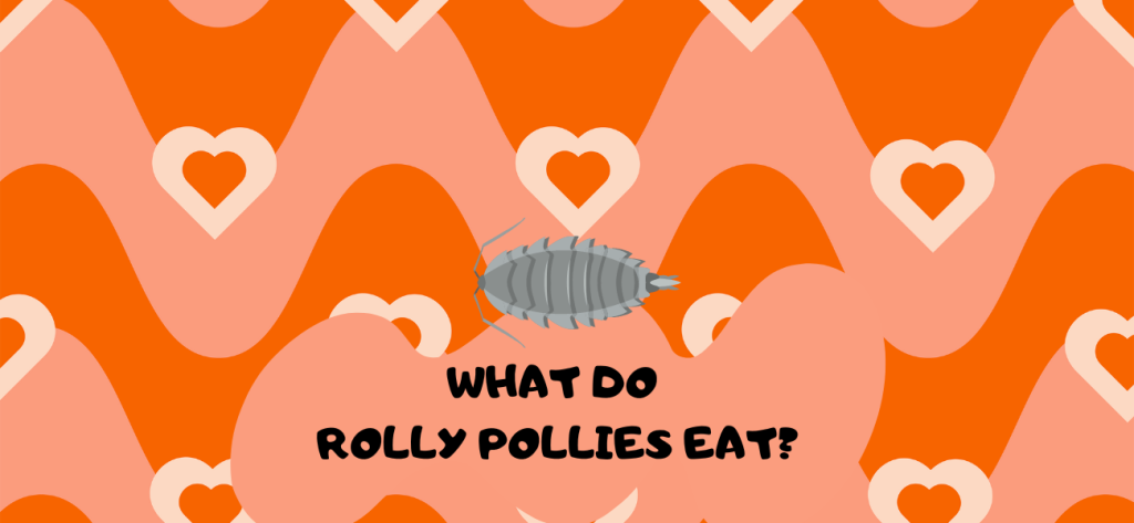 what do rolly pollies eat