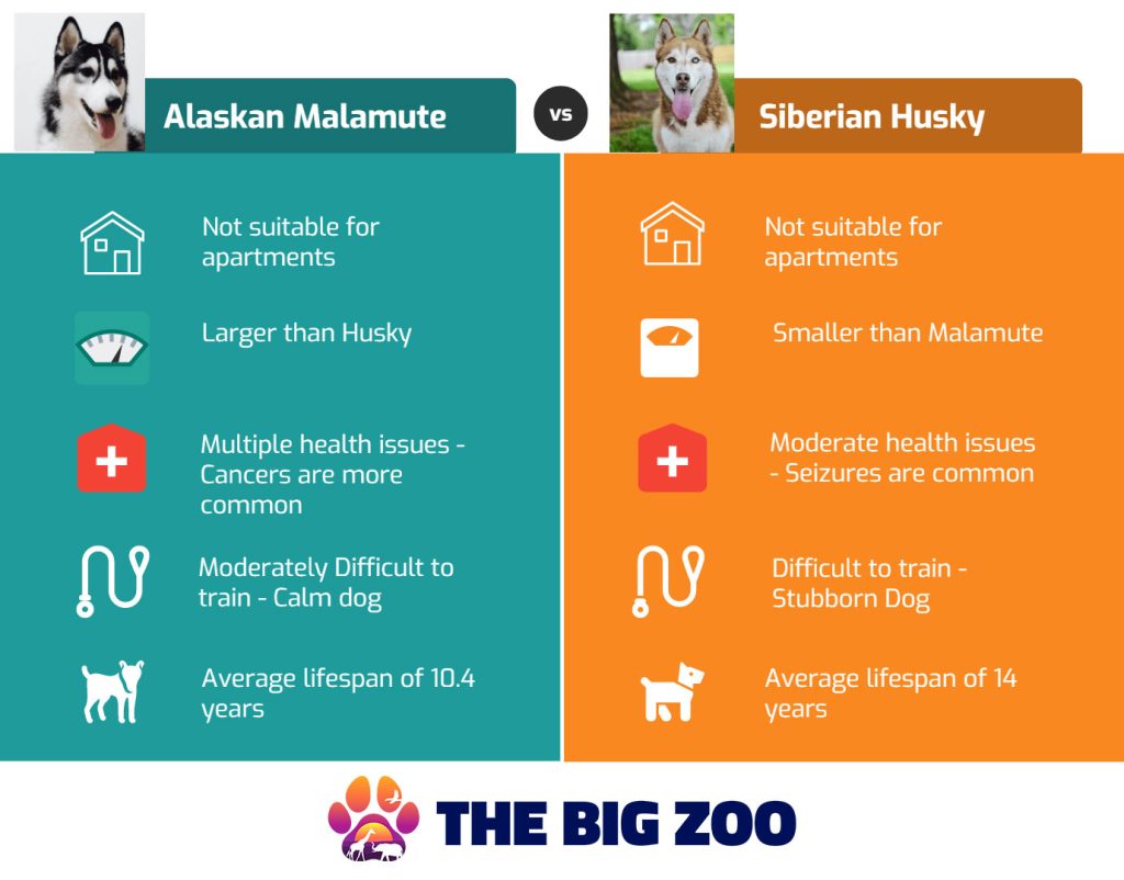 Alaskan Malamute vs Siberian Husky Comparison Chart